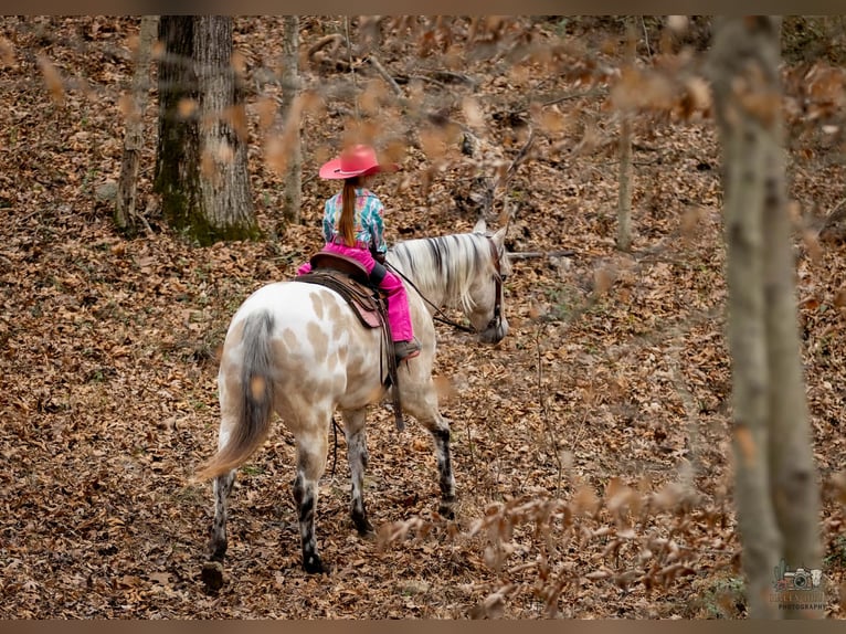 Appaloosa Castrone 6 Anni 150 cm Pelle di daino in Auburn