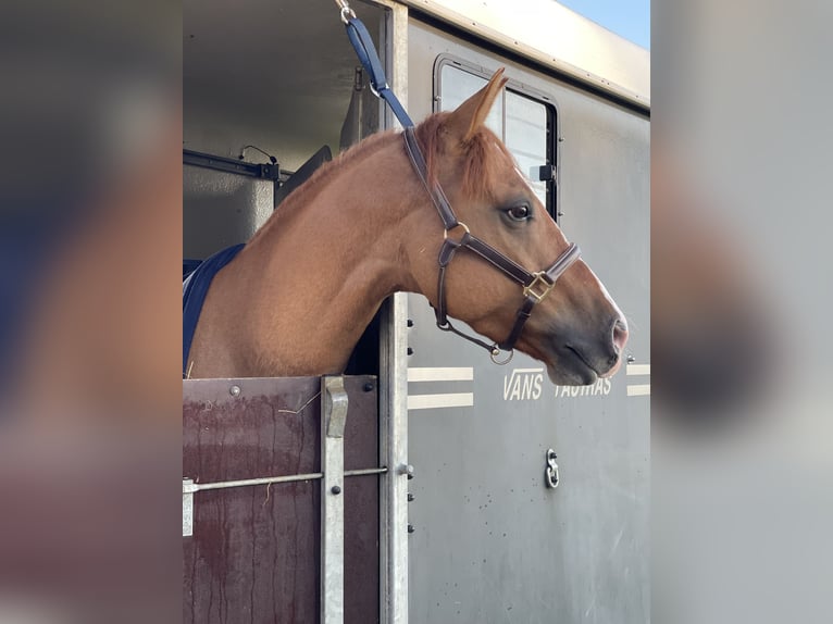 Appaloosa Castrone 6 Anni 154 cm Falbo in Oberhaching