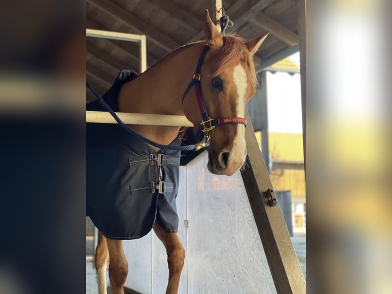 Appaloosa Castrone 6 Anni 154 cm Falbo in Oberhaching