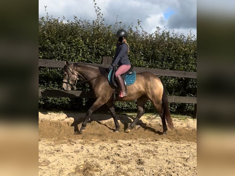 Appaloosa Castrone 6 Anni 154 cm Pelle di daino in Daleiden