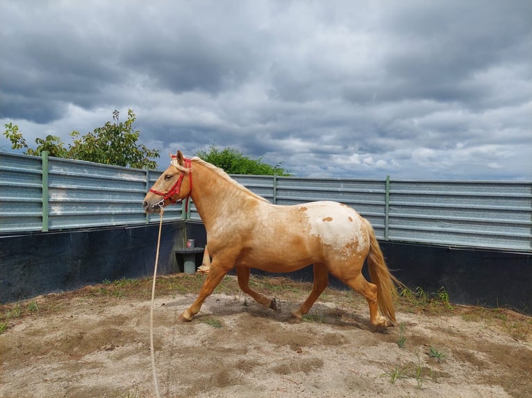 Appaloosa Mix Castrone 6 Anni 157 cm Champagne in Arzua