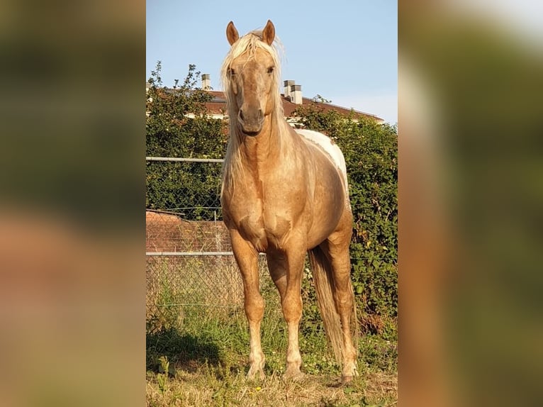 Appaloosa Mix Castrone 6 Anni 157 cm Champagne in Arzua