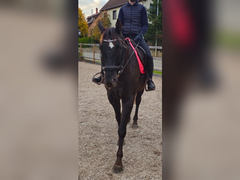 Appaloosa Castrone 6 Anni 161 cm Baio scuro in Gunningen