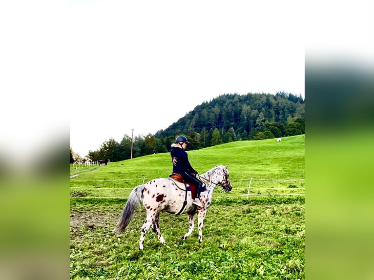 Appaloosa Castrone 6 Anni 163 cm Leopard in Gallzein