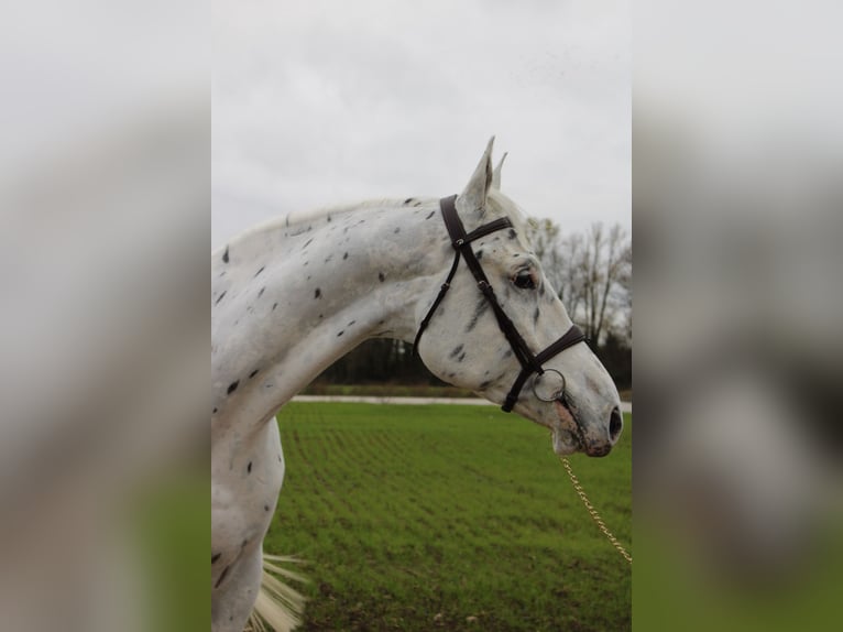 Appaloosa Castrone 6 Anni 175 cm Leopard in Herne