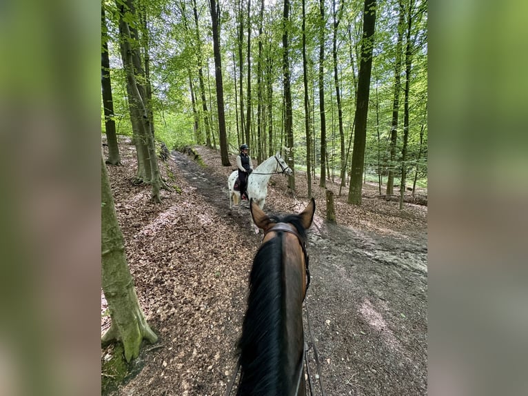 Appaloosa Castrone 6 Anni 175 cm Leopard in Herne