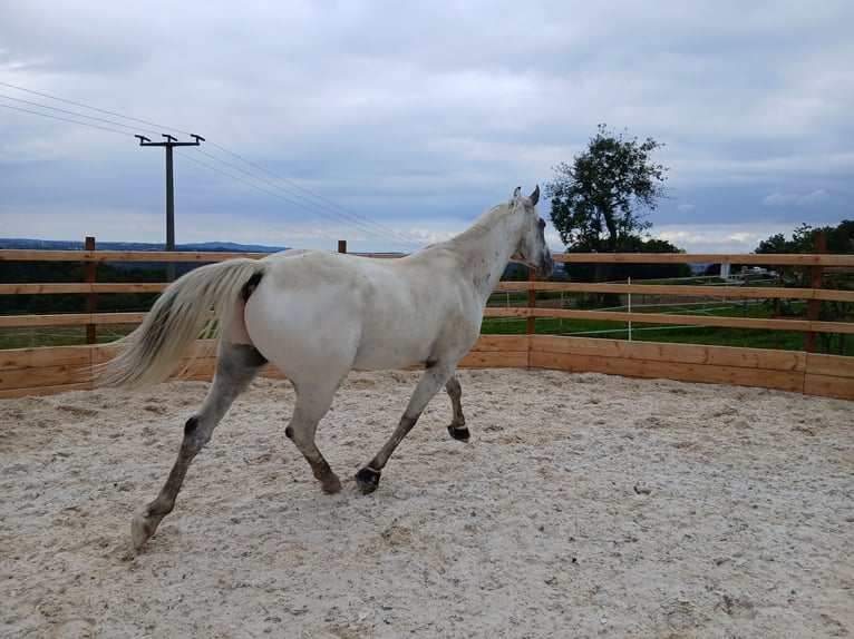 Appaloosa Castrone 6 Anni in Thyrnau