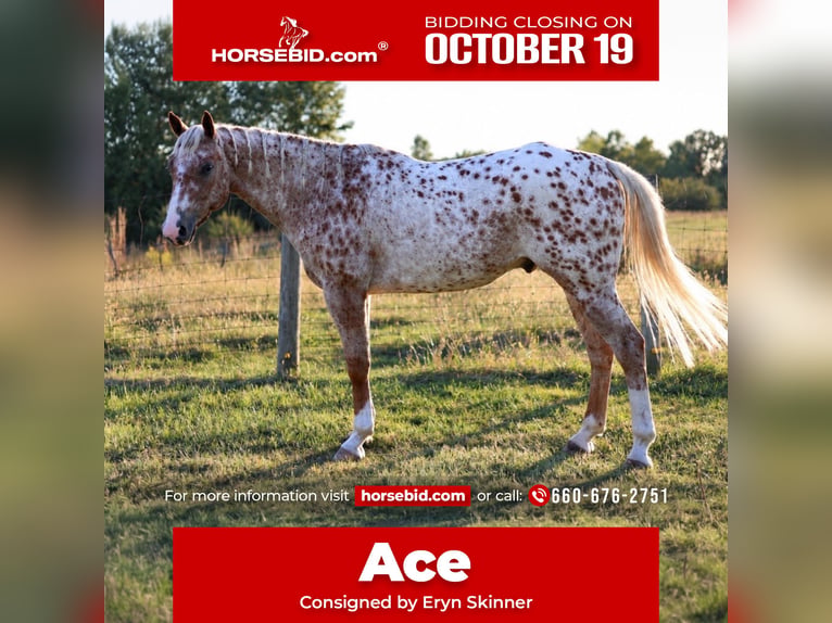 Appaloosa Castrone 6 Anni Sauro scuro in Moberly