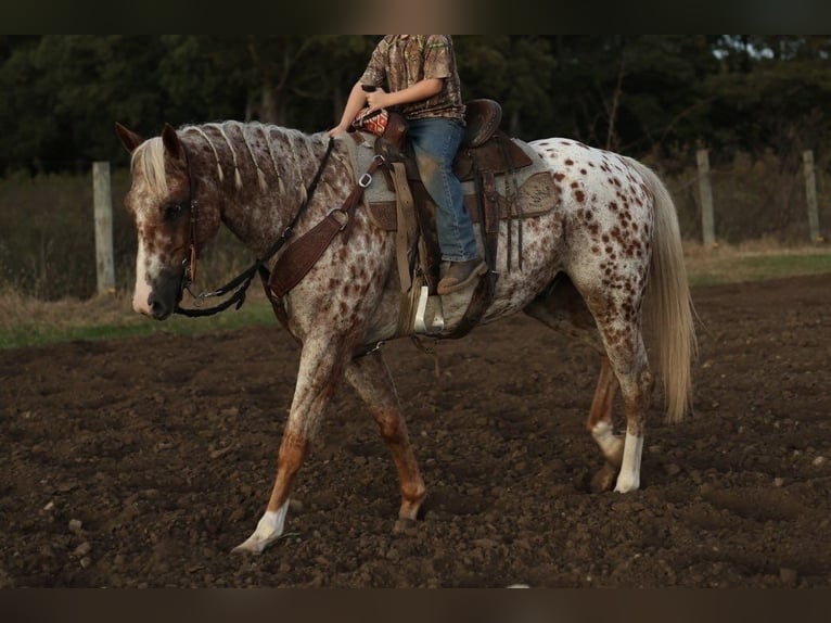 Appaloosa Castrone 6 Anni Sauro scuro in Moberly