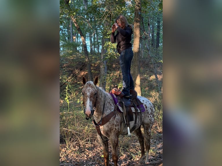 Appaloosa Castrone 6 Anni Sauro scuro in Moberly
