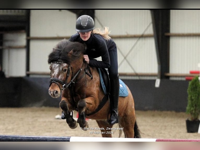 Appaloosa Mix Castrone 7 Anni 120 cm in Vierpolders