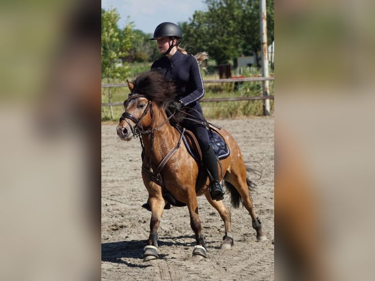 Appaloosa Mix Castrone 7 Anni 120 cm in Vierpolders