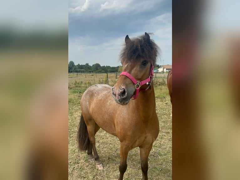 Appaloosa Mix Castrone 7 Anni 120 cm in Vierpolders