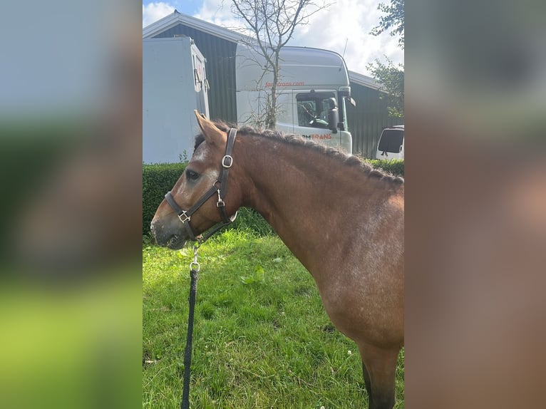 Appaloosa Mix Castrone 7 Anni 120 cm in Vierpolders