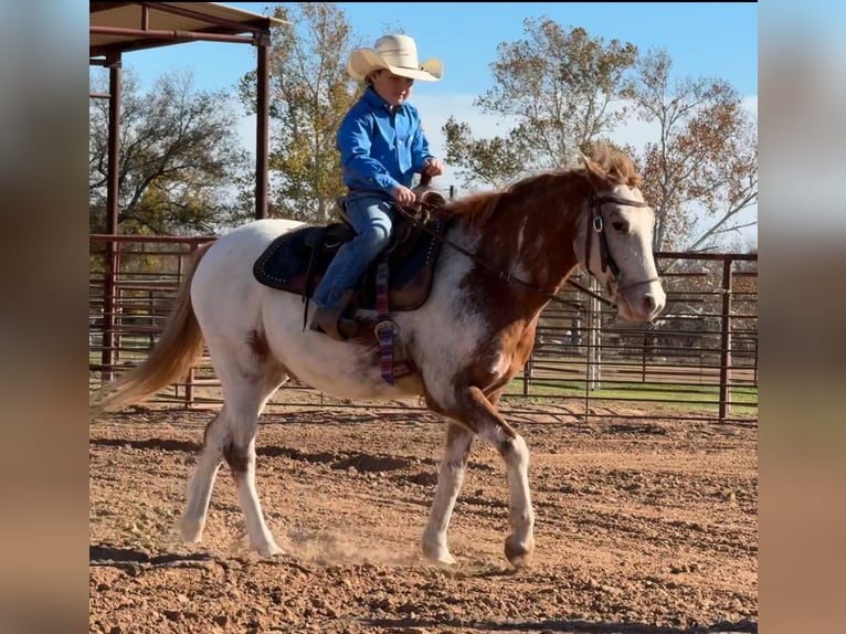 Appaloosa Castrone 7 Anni 135 cm Roano rosso in Weatherford, TX