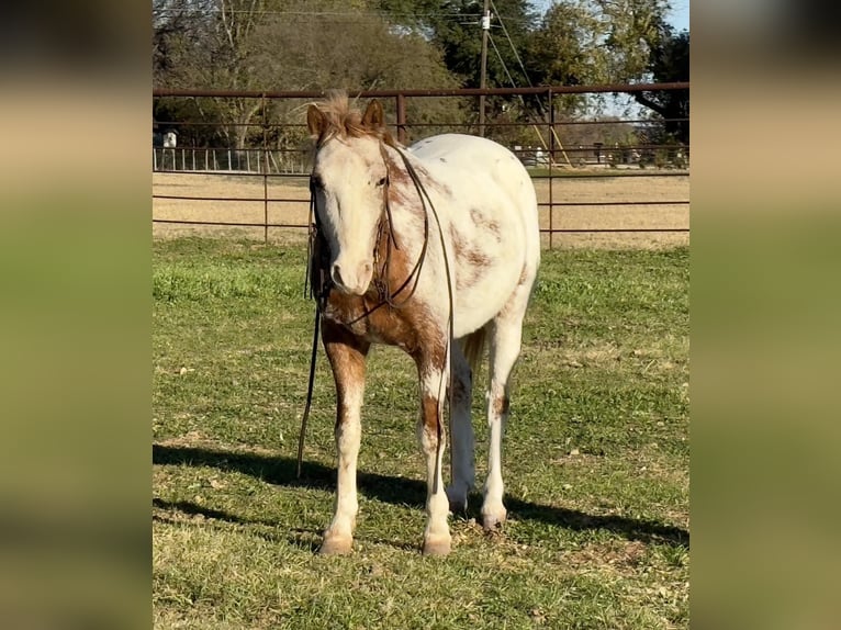 Appaloosa Castrone 7 Anni 135 cm Roano rosso in Weatherford, TX