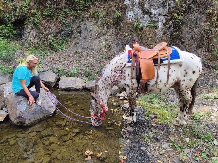 Appaloosa Mix Castrone 7 Anni 150 cm Leopard in Linkenbach