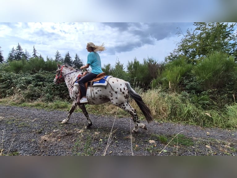 Appaloosa Mix Castrone 7 Anni 150 cm Leopard in Linkenbach