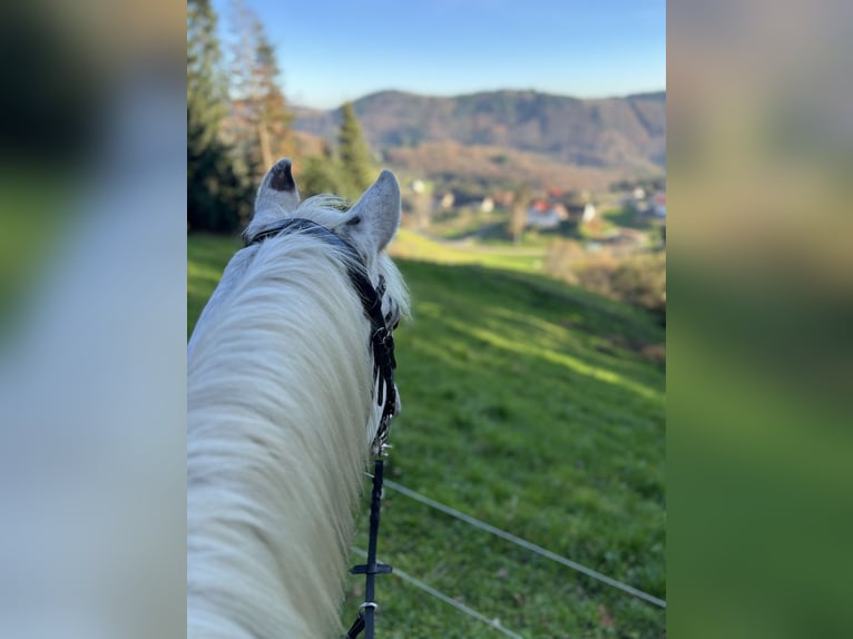 Appaloosa Castrone 7 Anni 150 cm Leopard in Steinen