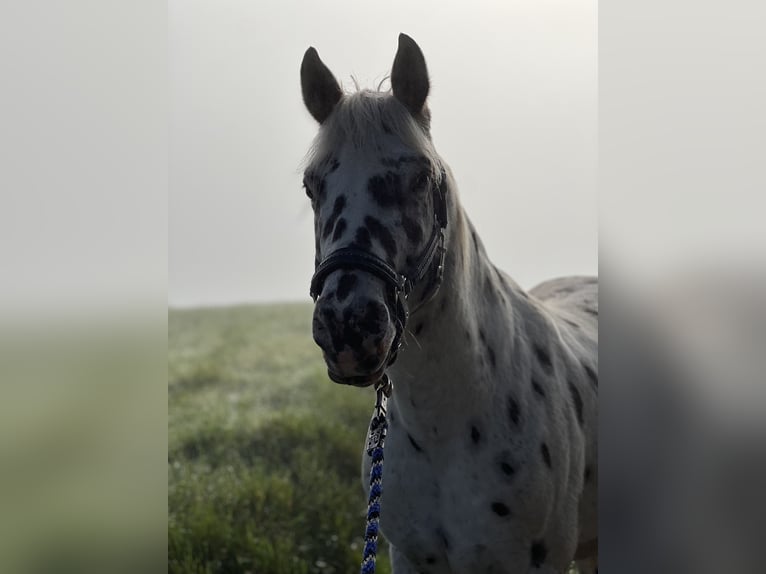 Appaloosa Castrone 7 Anni 150 cm Leopard in Steinen