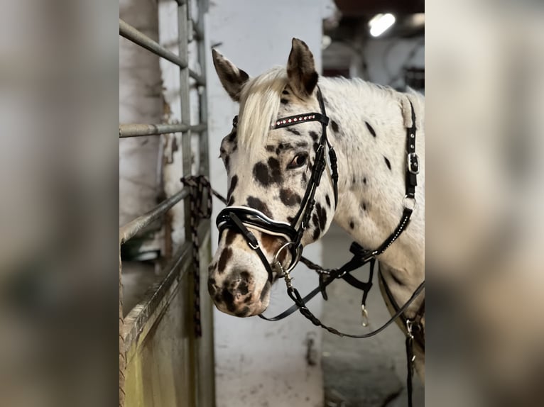 Appaloosa Castrone 7 Anni 150 cm Leopard in Steinen