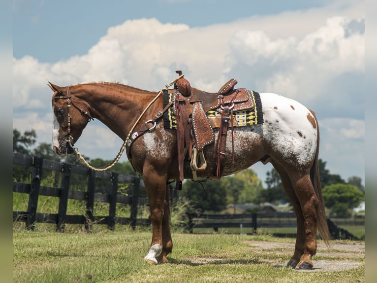 Appaloosa Castrone 7 Anni 150 cm in Ocala, FL