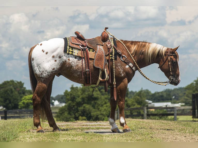 Appaloosa Castrone 7 Anni 150 cm in Ocala, FL