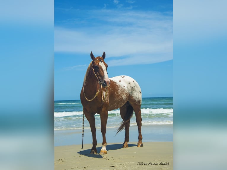 Appaloosa Castrone 7 Anni 150 cm in Ocala, FL