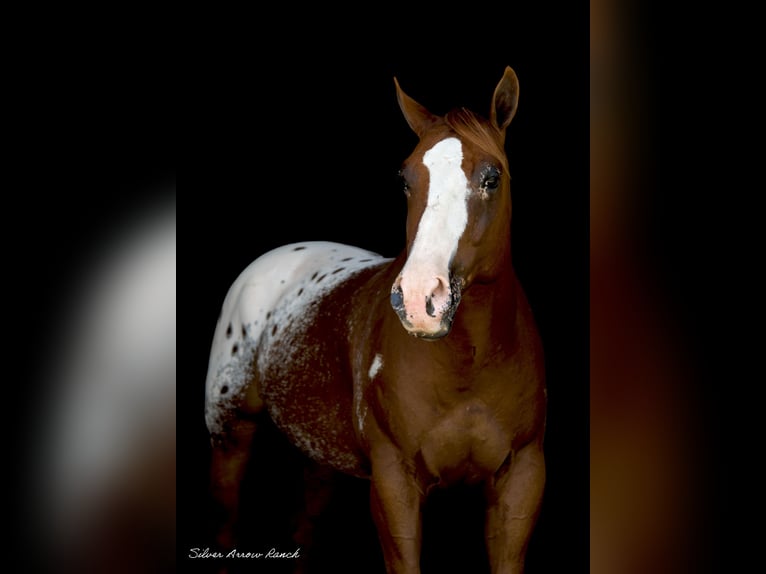 Appaloosa Castrone 7 Anni 150 cm in Ocala, FL