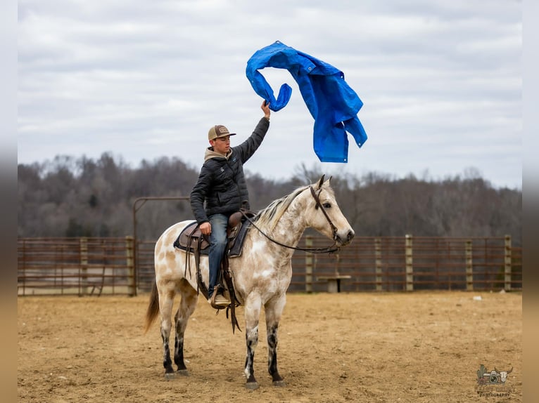 Appaloosa Castrone 7 Anni 150 cm Pelle di daino in Auburn