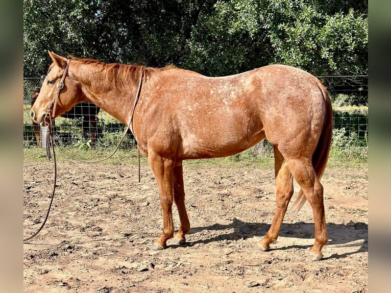 Appaloosa Castrone 7 Anni 150 cm Roano rosso in Victoria TX