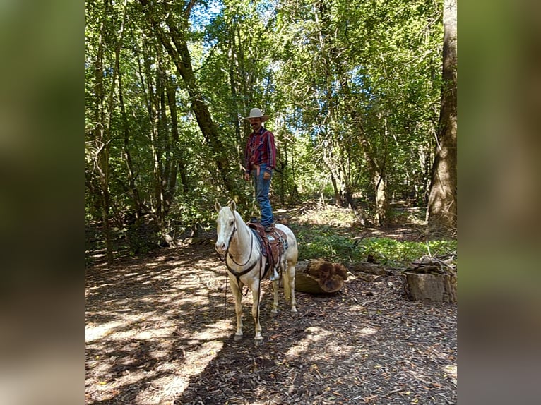 Appaloosa Castrone 7 Anni 152 cm Palomino in Tres Pinos