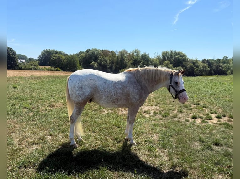 Appaloosa Mix Castrone 7 Anni 153 cm  in Iserlohn