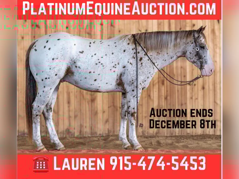 Appaloosa Castrone 7 Anni 155 cm Sauro scuro in El Paso TX