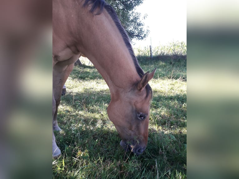 Appaloosa Castrone 7 Anni 156 cm Red dun in Sontheim an der Brenz