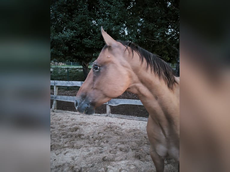 Appaloosa Castrone 7 Anni 156 cm Red dun in Sontheim an der Brenz