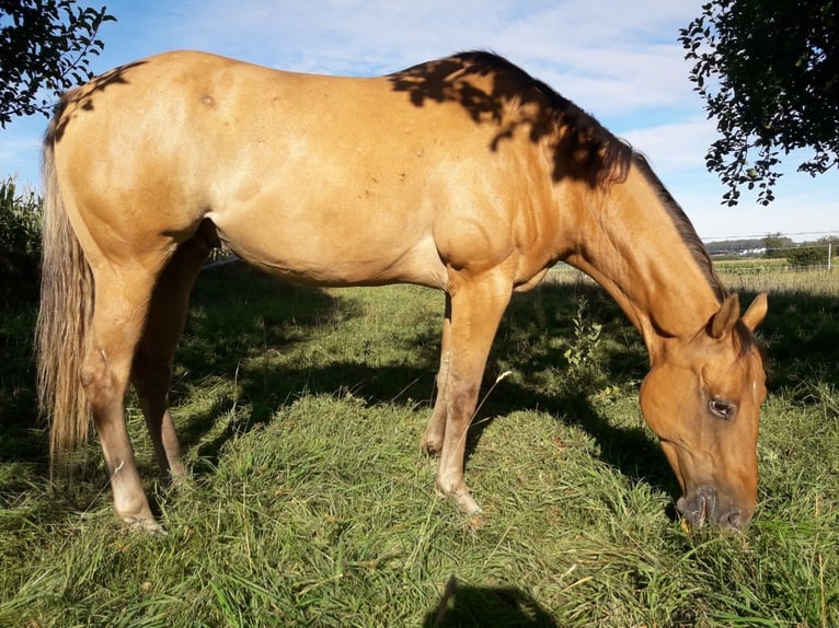 Appaloosa Castrone 7 Anni 156 cm Red dun in Sontheim an der Brenz