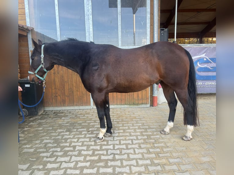 Appaloosa Castrone 7 Anni 158 cm Baio scuro in Lappersdorf
