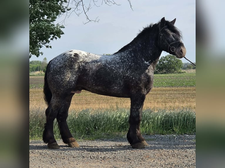 Appaloosa Mix Castrone 7 Anni 160 cm Morello in neu Gaarz