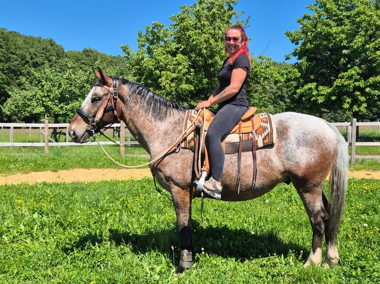 Appaloosa Castrone 7 Anni 163 cm Leopard in Linkenbach