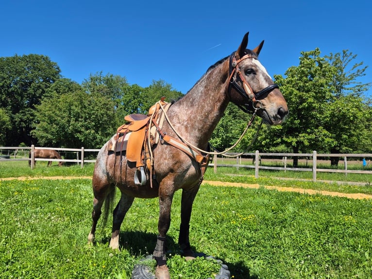 Appaloosa Castrone 7 Anni 163 cm Leopard in Linkenbach