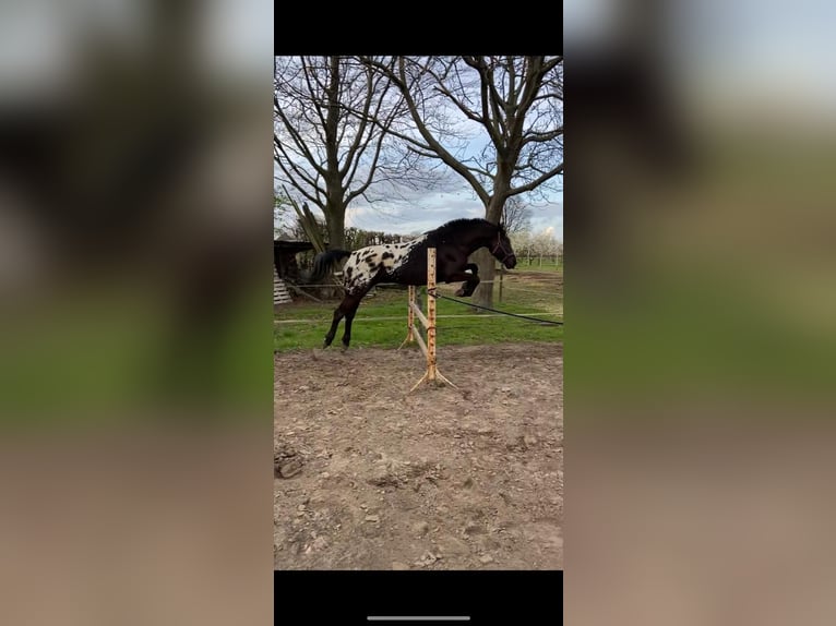 Appaloosa Castrone 7 Anni 166 cm Morello in Grathem