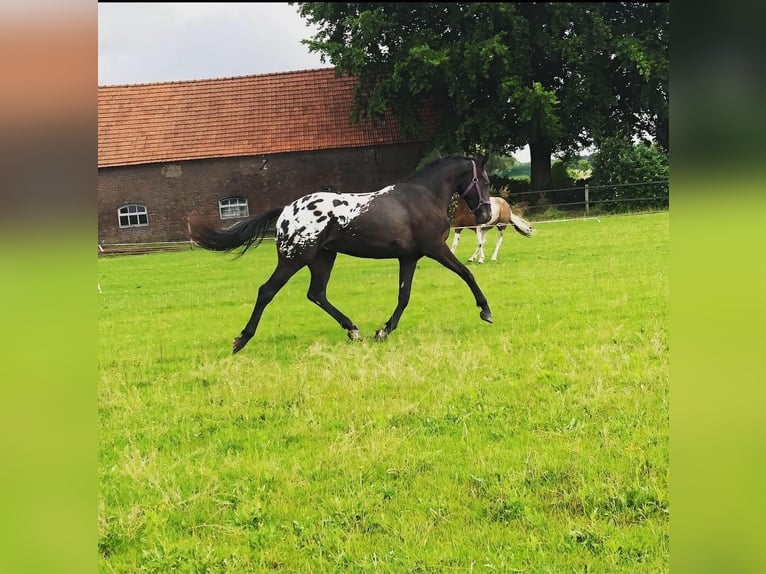 Appaloosa Castrone 7 Anni 166 cm Morello in Grathem