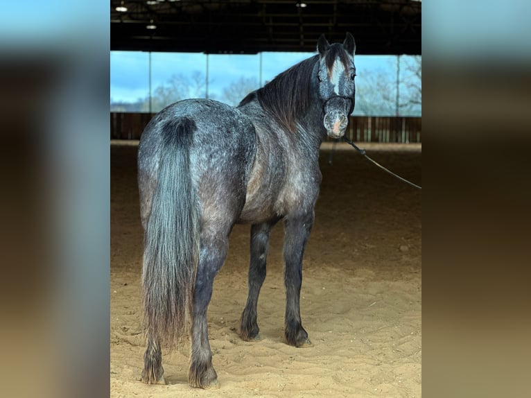 Appaloosa Castrone 7 Anni Grigio in Jacksboro TX