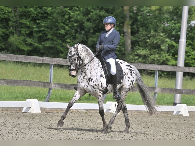 Appaloosa Mix Castrone 7 Anni Leopard in Nuenen