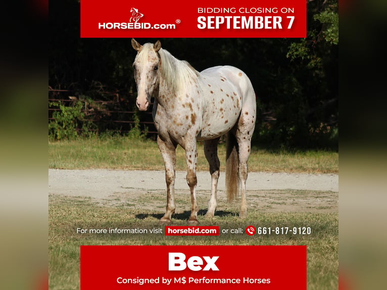 Appaloosa Castrone 7 Anni Palomino in Whitesboro