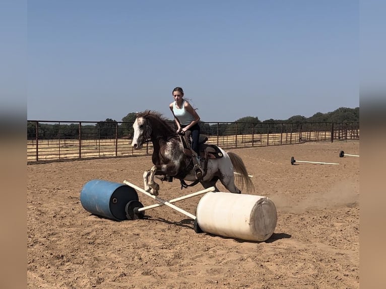 Appaloosa Castrone 8 Anni 135 cm Roano rosso in Weatherford, TX