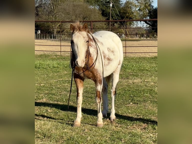 Appaloosa Castrone 8 Anni 135 cm Roano rosso in Weatherford, TX