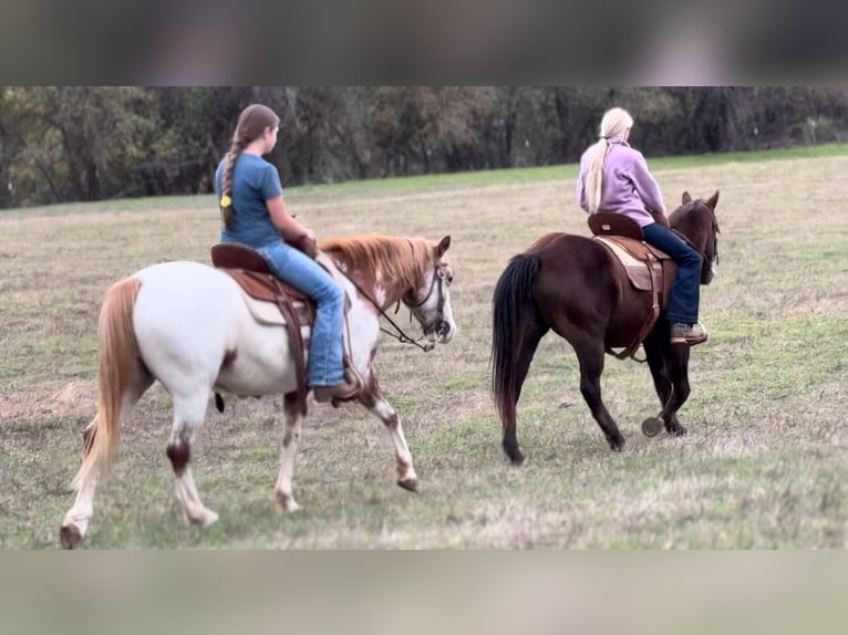 Appaloosa Castrone 8 Anni 135 cm Roano rosso in Weatherford, TX