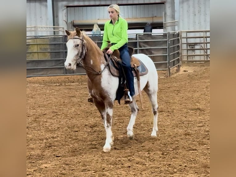 Appaloosa Castrone 8 Anni 135 cm Roano rosso in Weatherford, TX